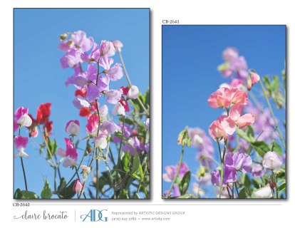 1Brocato-Claire-Fields-of-Flowers_Page_32