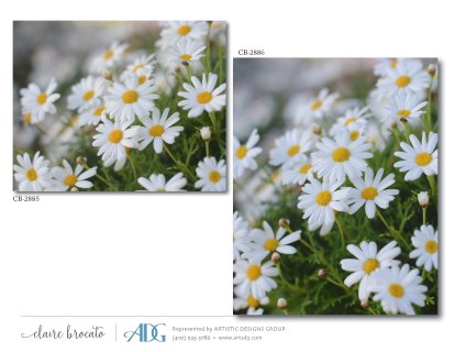 1Brocato-Claire-Fields-of-Flowers_Page_42