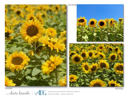 1Brocato-Claire-Fields-of-Flowers_Page_43