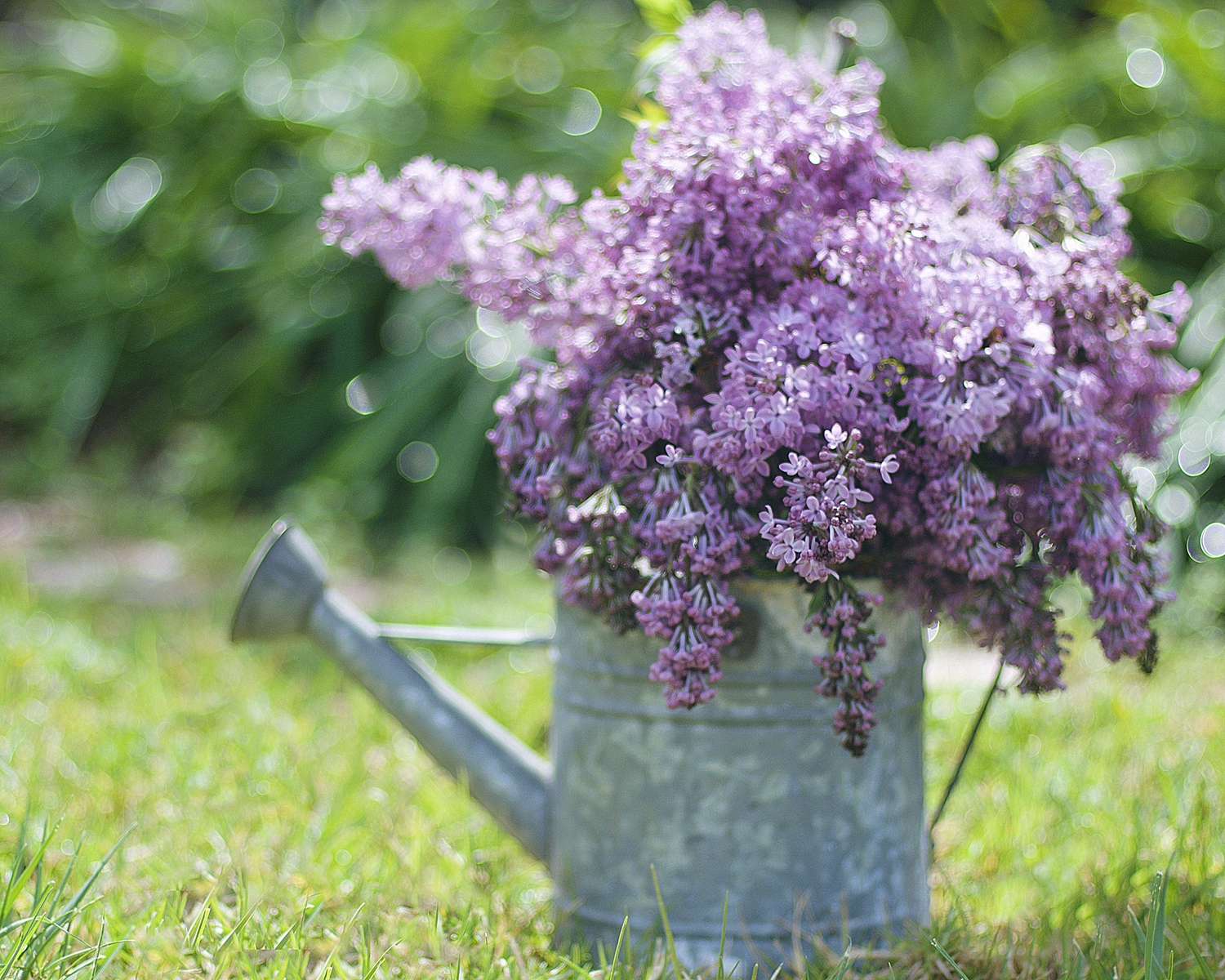 CB-2392_lilacs_outdoors_horizontal