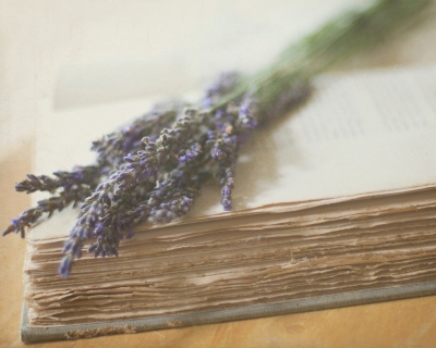 CB-1011-lavender-book2