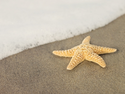 CB-1013-starfish