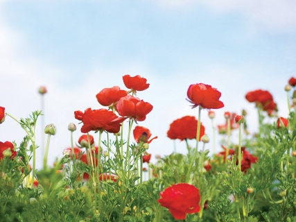 CB-1019-red-ranunculas