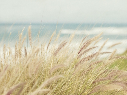 CB-1027-beach-grass1