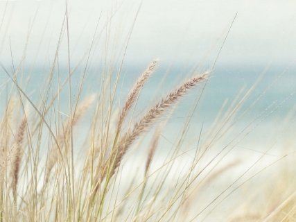 CB-1028-beach-grass2