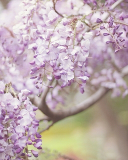 CB-1040-wisteria