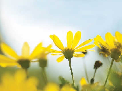 CB-1057-yellow-daisies