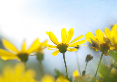 CB-1057-yellow-daisies_14x20
