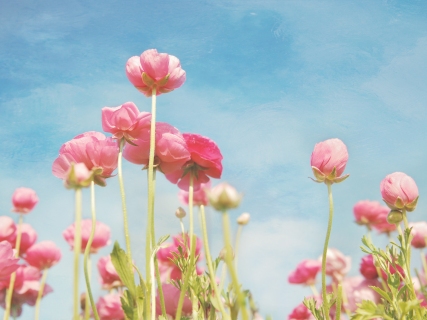 CB-1065-flower-fields-pink