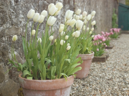 CB-1077-potted-tulips