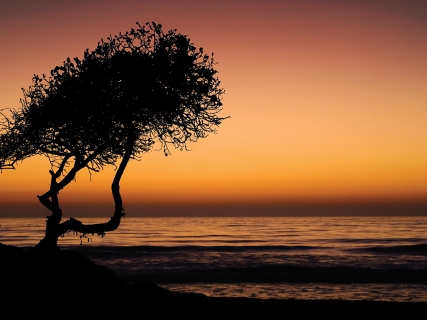 CB-1080-sunset-tree CB-1080-sunset-tree
