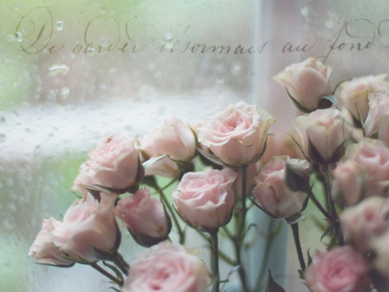 CB-1081-rainy-day-roses