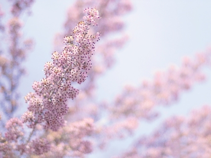 CB-1082-pink-flowers