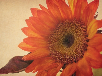 CB-1083-vintage_sunflower