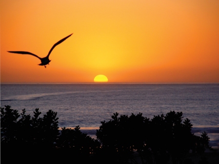 CB-1087-seagull-sunset