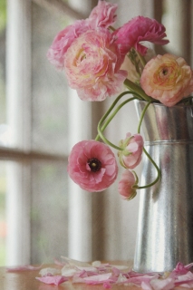 CB-1105a-ranunculus_pitcher