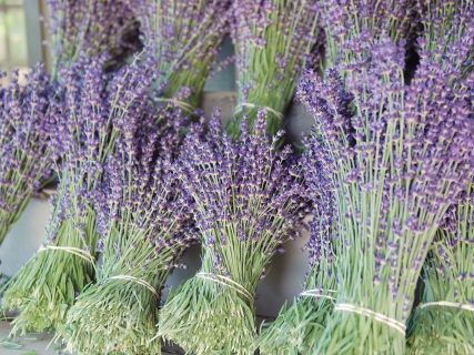 CB-1107-lavender-bundles