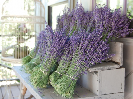 CB-1108-lavender-bundles2