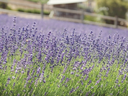 CB-1109-lavender-field