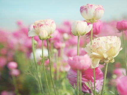 CB-1118-flowerfields-1