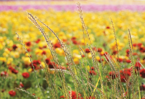 CB-1119-flowerfields-4