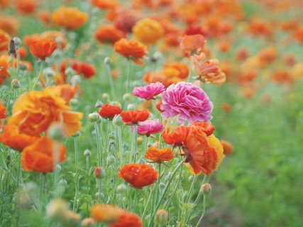 CB-1121-flowerfields-6