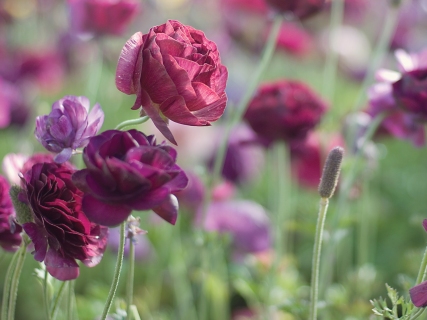 CB-1122-flowerfields-7