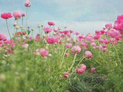 CB-1123-flowerfields-8