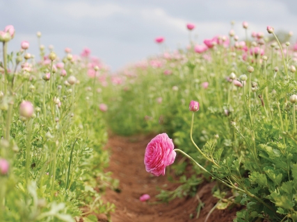 CB-1124-flowerfields-9