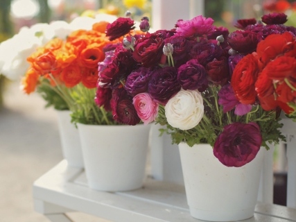 CB-1125-flowerfields-10