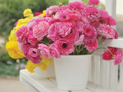 CB-1126-flowerfileds-2