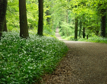 CB-2032-path_forest