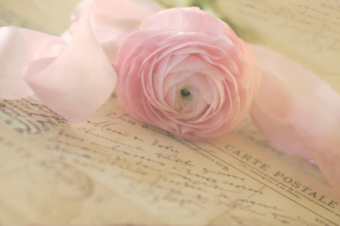 CB-2061-petals_ribbons