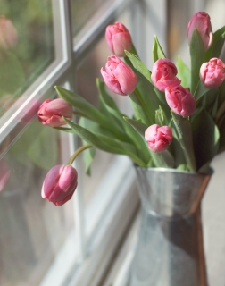 CB-2074-tulips_windowsill