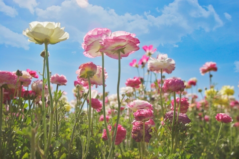 CB-2102-lookingup_flowerfields_2014
