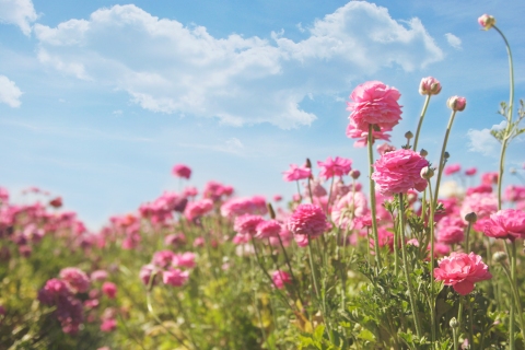 CB-2103-pink_ranunculus_flowerfields_2014