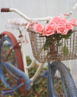 CB-2127-bicycle_roses