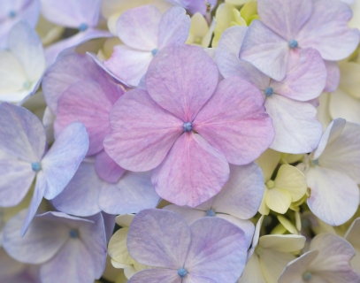 CB-2147-hydrangea_upclose_horizontal