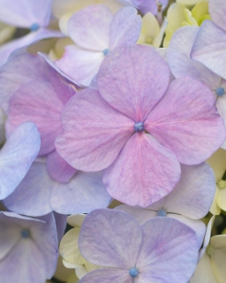 CB-2148-hydrangea_upclose_vertical