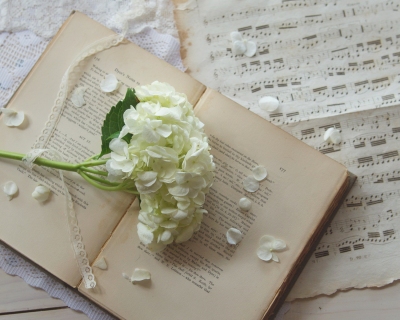 CB-2161-white_hydrangea