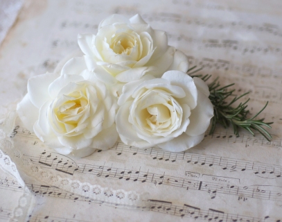 CB-2164-white_roses3