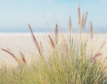 CB-2175-beach_grass3