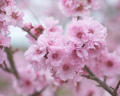 CB-2176-cherryblossom1