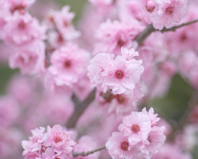 CB-2177-cherryblossom2