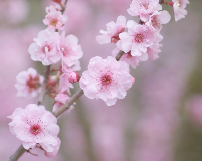 CB-2178-cherryblossom3