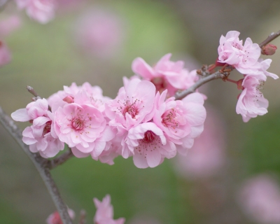 CB-2179-cherryblossom4