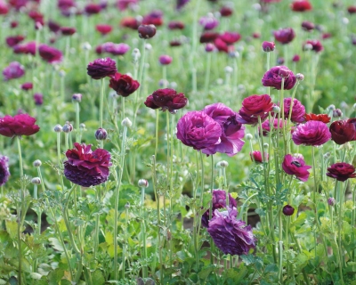 CB-2188-flowerfields_purple