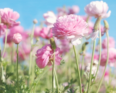 CB-2197-pink_ranunculus