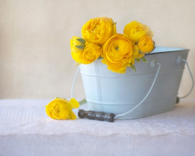 CB-2206-yellow_ranunculus