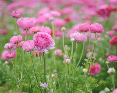 CB-2211-flowerfields2_8x10